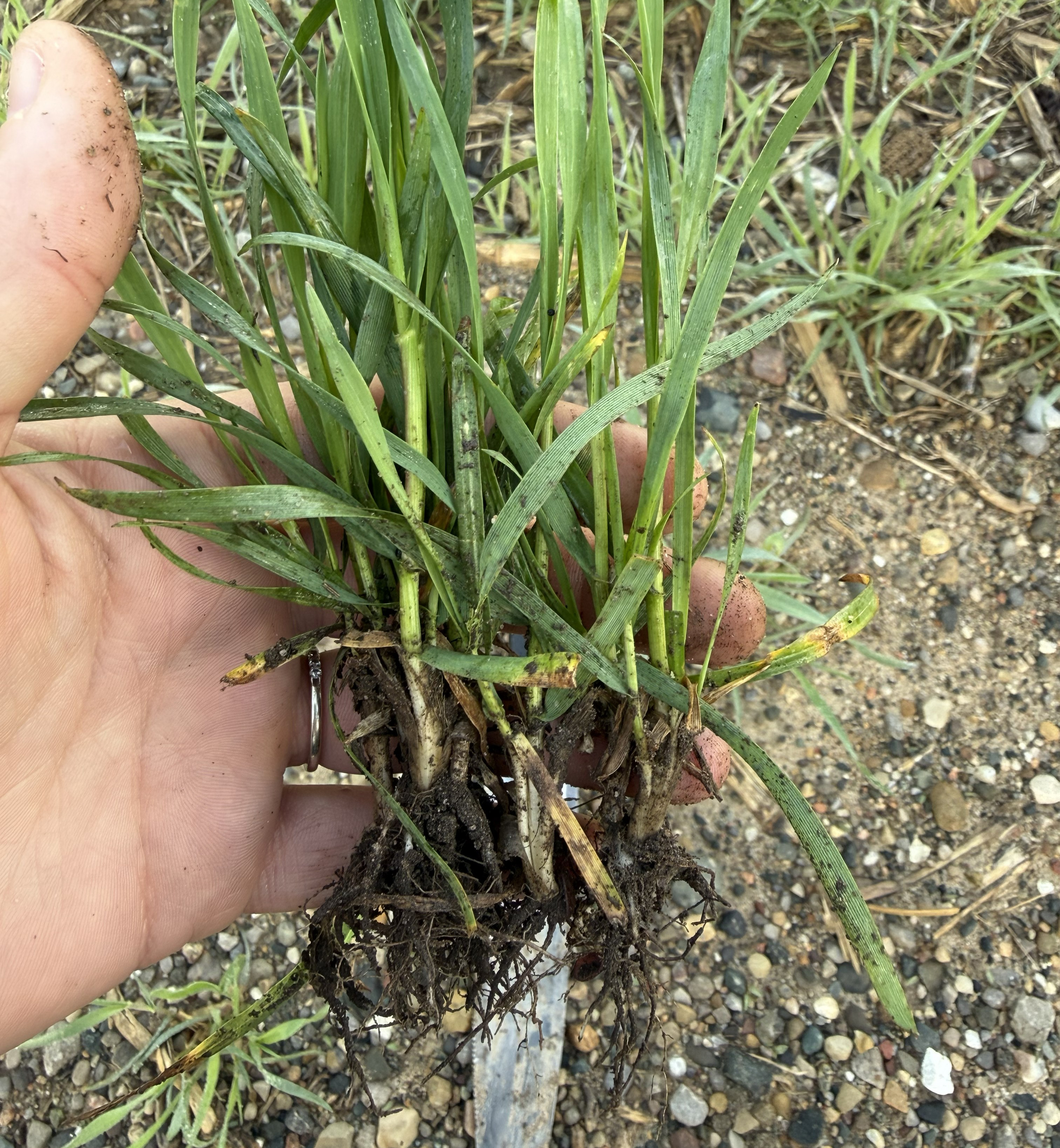 A hand holding roots and stems of a wheat plant.